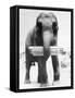 Circus Elephant with Harmonica-null-Framed Stretched Canvas