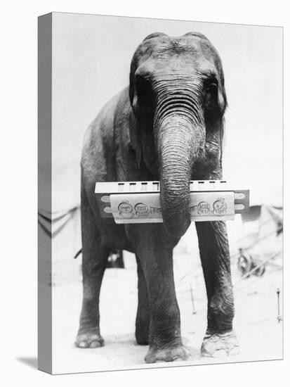 Circus Elephant with Harmonica-null-Stretched Canvas