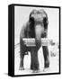 Circus Elephant with Harmonica-null-Framed Stretched Canvas