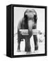 Circus Elephant with Harmonica-null-Framed Stretched Canvas