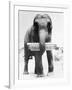 Circus Elephant with Harmonica-null-Framed Photographic Print