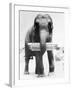 Circus Elephant with Harmonica-null-Framed Photographic Print