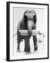 Circus Elephant with Harmonica-null-Framed Photographic Print