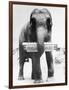 Circus Elephant with Harmonica-null-Framed Photographic Print