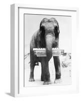 Circus Elephant with Harmonica-null-Framed Photographic Print