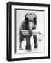 Circus Elephant with Harmonica-null-Framed Photographic Print