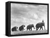 Circus Elephants Walking in Line-Cornell Capa-Framed Stretched Canvas