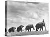 Circus Elephants Walking in Line-Cornell Capa-Stretched Canvas