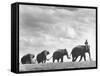 Circus Elephants Walking in Line-Cornell Capa-Framed Stretched Canvas