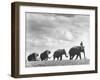 Circus Elephants Walking in Line-Cornell Capa-Framed Photographic Print