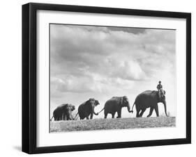 Circus Elephants Walking in Line-Cornell Capa-Framed Photographic Print