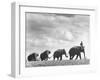 Circus Elephants Walking in Line-Cornell Capa-Framed Photographic Print