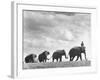 Circus Elephants Walking in Line-Cornell Capa-Framed Photographic Print