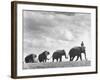 Circus Elephants Walking in Line-Cornell Capa-Framed Photographic Print