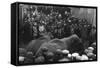 Circus Elephants-null-Framed Stretched Canvas