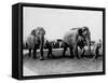 Circus Elephants-null-Framed Stretched Canvas