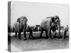 Circus Elephants-null-Stretched Canvas