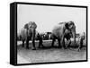 Circus Elephants-null-Framed Stretched Canvas