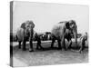 Circus Elephants-null-Stretched Canvas