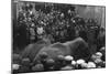 Circus Elephants-null-Mounted Photographic Print