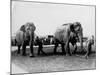 Circus Elephants-null-Mounted Photographic Print