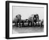 Circus Elephants-null-Framed Photographic Print
