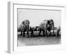 Circus Elephants-null-Framed Photographic Print