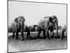 Circus Elephants-null-Mounted Photographic Print