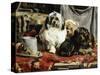 Circus Entertainers-Charles Van Den Eycken-Stretched Canvas