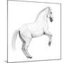 Circus Horse, 2015,-Ele Grafton-Mounted Giclee Print