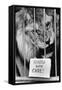 Circus Lion-Mike Moore-Framed Stretched Canvas