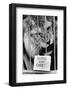 Circus Lion-Mike Moore-Framed Photographic Print