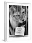 Circus Lion-Mike Moore-Framed Photographic Print