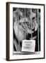 Circus Lion-Mike Moore-Framed Photographic Print