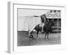 Circus Performer Pulling Horses Tail-null-Framed Photo