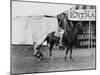 Circus Performer Pulling Horses Tail-null-Mounted Photo