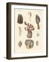 Cirrhipodas, Bristleworms or Brachiopods-null-Framed Giclee Print