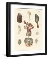 Cirrhipodas, Bristleworms or Brachiopods-null-Framed Giclee Print