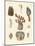 Cirrhipodas, Bristleworms or Brachiopods-null-Mounted Giclee Print