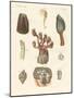 Cirrhipodas, Bristleworms or Brachiopods-null-Mounted Giclee Print