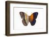 Cirrochroa Regina Butterfly Comparing the Top and Underside of Wings-Darrell Gulin-Framed Photographic Print