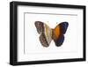 Cirrochroa Regina Butterfly Comparing the Top and Underside of Wings-Darrell Gulin-Framed Photographic Print