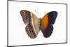Cirrochroa Regina Butterfly Comparing the Top and Underside of Wings-Darrell Gulin-Mounted Photographic Print
