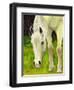 Cisco Sees-Blenda Tyvoll-Framed Giclee Print