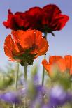 Oriental Poppy, Blossoms, Detail-Cisfo-Photographic Print