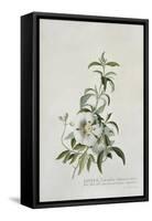 Cistus, 1747-Georg Dionysius Ehret-Framed Stretched Canvas