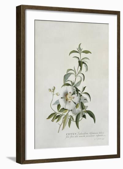 Cistus, 1747-Georg Dionysius Ehret-Framed Giclee Print