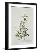 Cistus, 1747-Georg Dionysius Ehret-Framed Premium Giclee Print