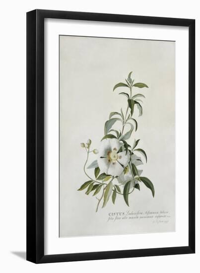 Cistus, 1747-Georg Dionysius Ehret-Framed Premium Giclee Print