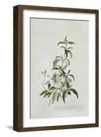 Cistus, 1747-Georg Dionysius Ehret-Framed Giclee Print